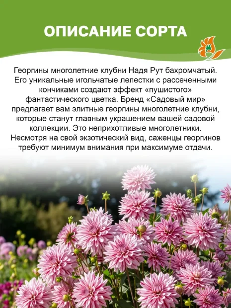 Георгин Надя Рут (бахромчатый)