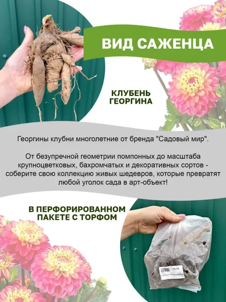 Георгин Надя Рут (бахромчатый)