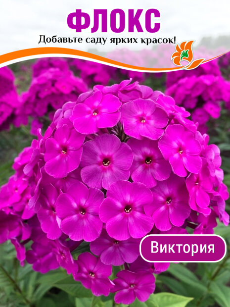 Флокс Виктория 