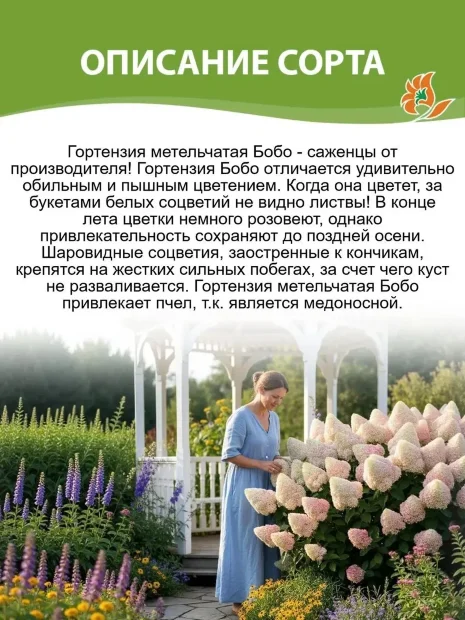 Гортензия Бобо (метельчатая) саженцы 