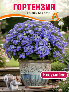 Гортензия Блаумайзе (крупнолистная)