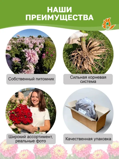 Георгин Хиллкрест Кэнди (кактусовидный) 