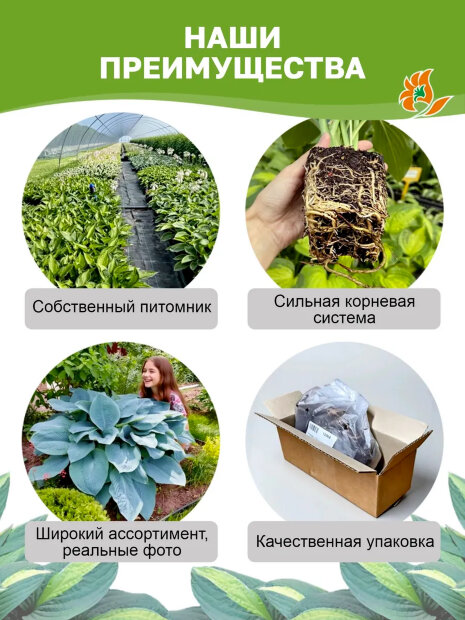 Хоста Брессингем Блю