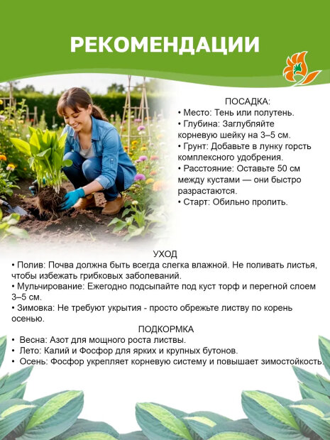 Хоста Роберт Фрост