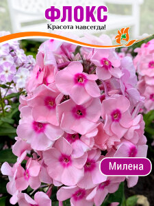 Флокс Милена Флокс Милена