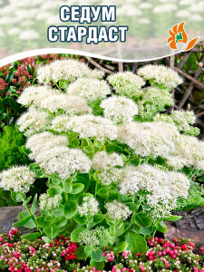 Седум Стардаст