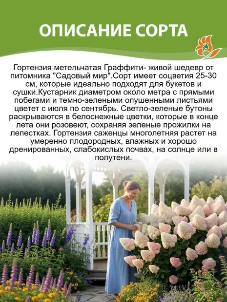 Гортензия Граффити (метельчатая)  саженцы 