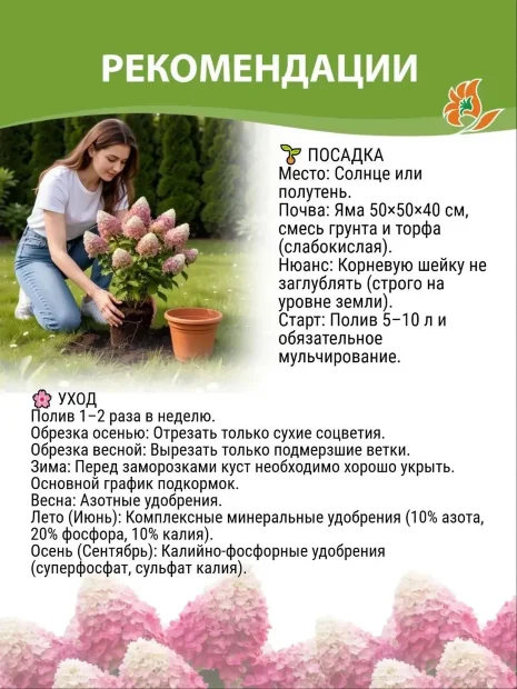 Гортензия Граффити (метельчатая)  саженцы 