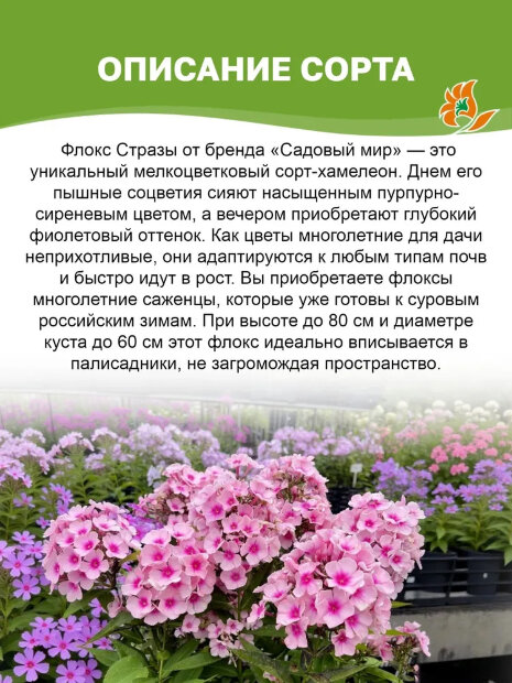 Флокс Стразы