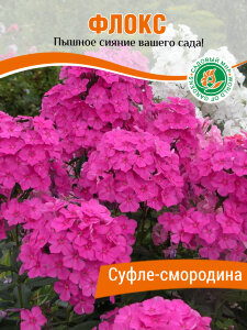 Флокс Суфле-Смородина