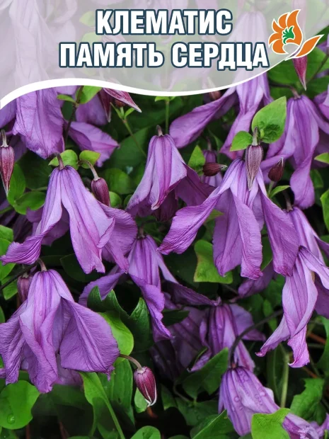 Клематис Память Сердца (крупноцветковый) саженцы 