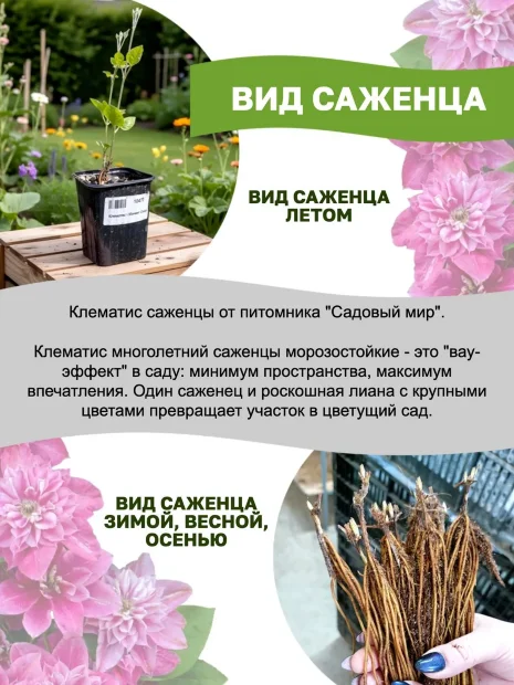 Клематис Память Сердца (крупноцветковый) саженцы 
