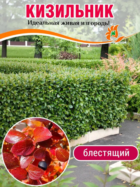 Кизильник блестящий саженцы 