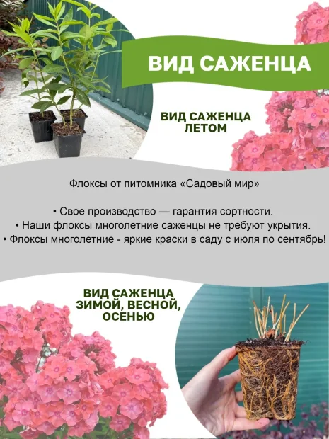 Флокс Лайнер (Р9)