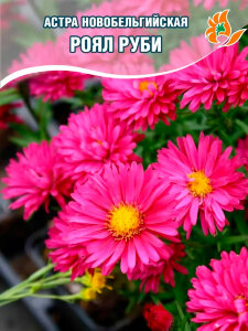 Астра Роял Руби (кустарниковая)