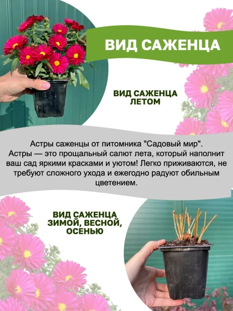 Астра Роял Руби (кустарниковая)