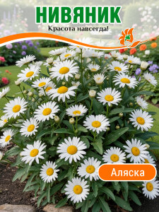 Нивяник Аляска, наибольший