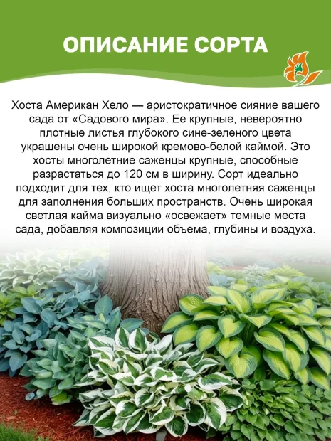 Хоста Американ Хело 