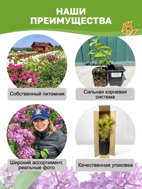 Сирень Катерина Хавемейер (обыкновенная) саженцы 