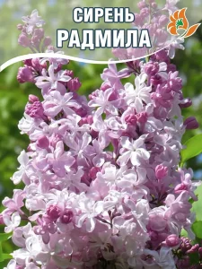 Сирень Радмила (обыкновенная)