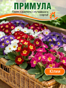 Примула Юлии, случайный цвет Примула Юлии, случайный цвет