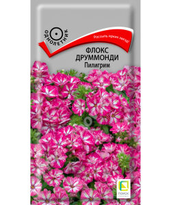 Флокс Пилигрим (друммонда)