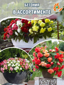Бегония в ассортименте (Р9)