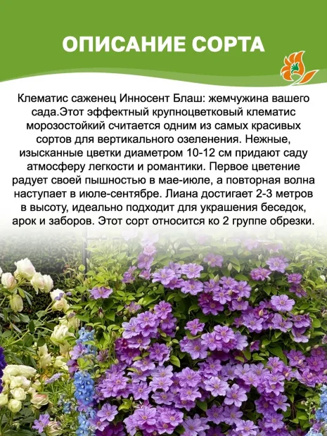 Клематис Инносент Блаш (крупноцветковый) саженцы 