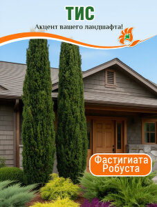 Тис Фастигиата Робуста (ягодный)