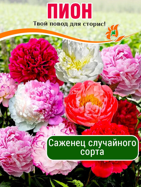 Пион случайный сорт (травянистый)  