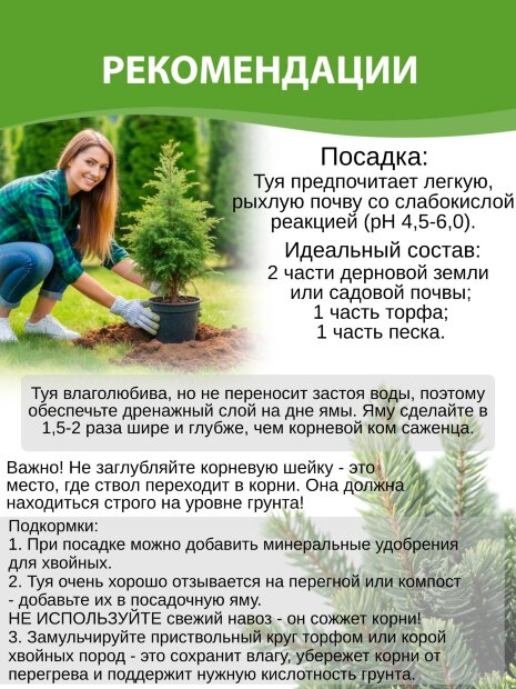 Туя Смарагд (западная)