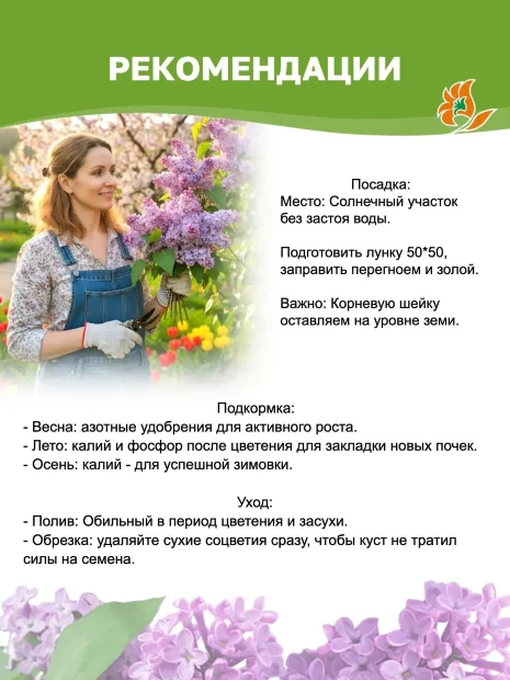 Сирень Гортензия (обыкновенная) саженцы 