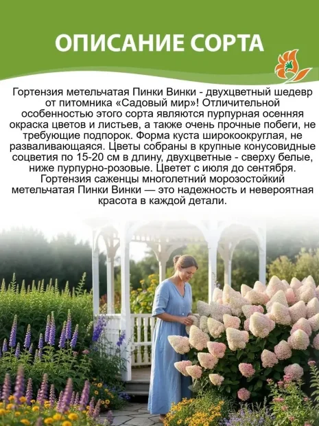 Гортензия Пинки Винки (метельчатая) саженцы 