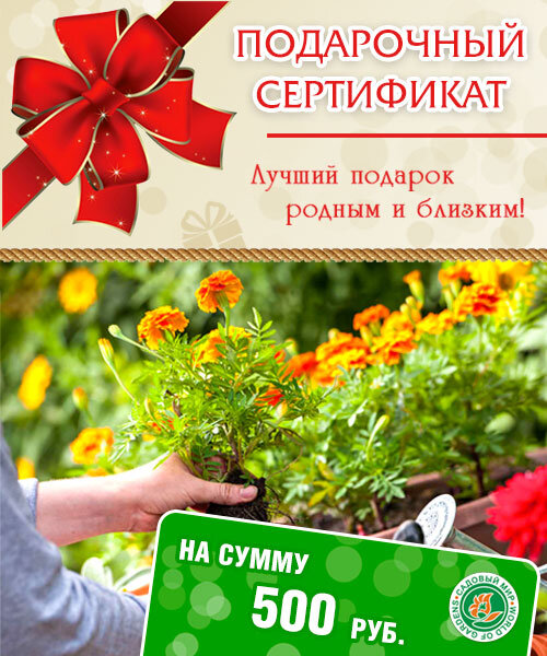 Подарочный сертификат на сумму 500 руб