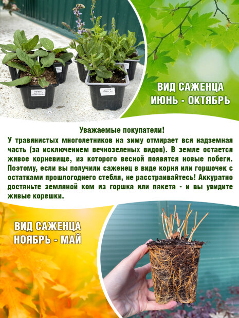 Котовник Пурсиан Блю, Фассена