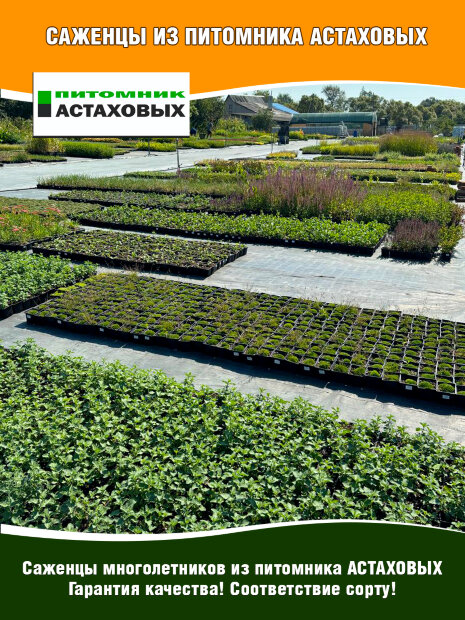 Котовник Пурсиан Блю, Фассена
