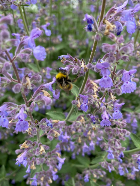 Котовник Сикс Хиллс Джайнт Голд, Фассена