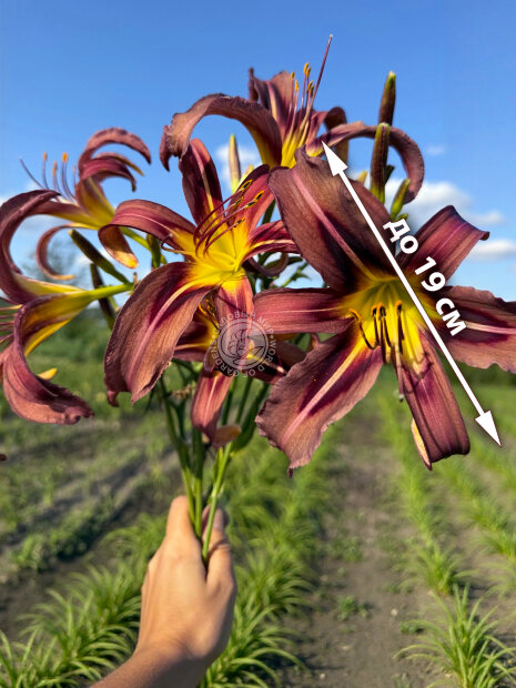 Лилейник Блэк Эрроухэд