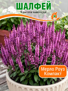 Сальвия (Шалфей) Мерло Роуз Компакт (дубравный)  