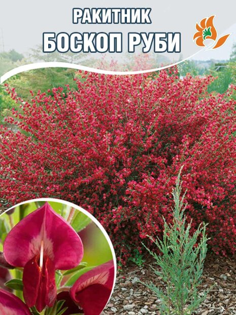 Ракитник Боскоп Руби саженцы 