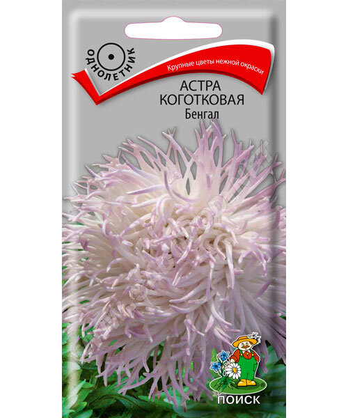 Астра коготковая Бенгал семена