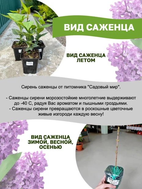 Сирень Изобилие (обыкновенная) саженцы 