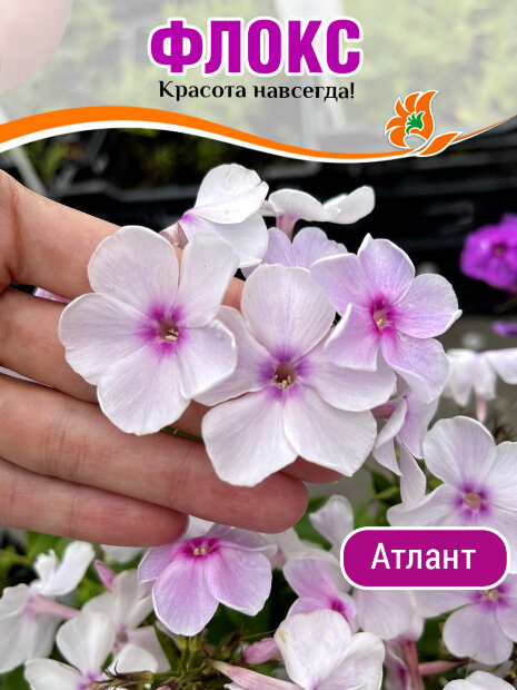 Флокс Атлант