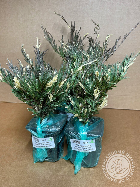 Можжевельник Андорра Вариегата (горизонтальный)
