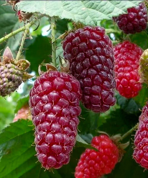Ежемалина Логанберри (бесшипая) саженцы 
