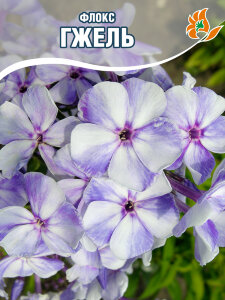 Флокс Гжель