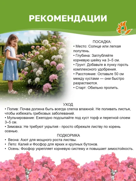 Флокс Гжель