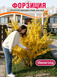 Форзиция Миниголд (промежуточная)