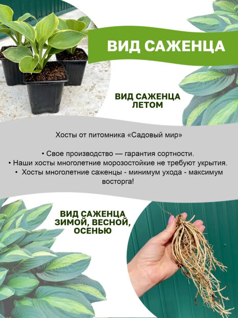 Хоста Голд Стандарт