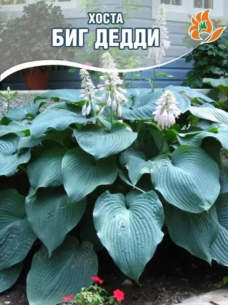 Хоста Биг Дедди